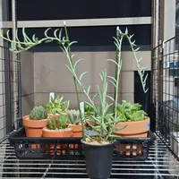 教えてくださいルドベキアタカオの抜き苗をいただき育ててるの