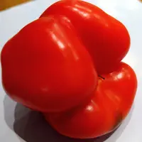 こんにちはパプリカの色と形について教えてください！この夏｜園芸