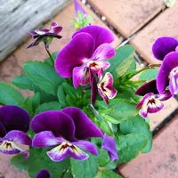 株分け抜き苗 ⑬ ルドベキア・タカオ 初心者向け】ルドベキアの増やし方｜種・株分け・挿し芽のコツと