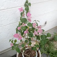 風蘭大株　流木付き 風蘭のコルク付け｜ごとう.