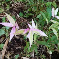 フウランの大株です。流木にシュロを巻いてもう35年ほどそのま