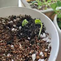 風蘭大株　流木付き 風蘭のコルク付け｜ごとう.