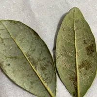 庭の隅に細長い葉の草が生えてきました。そのままにしていたら