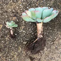 沈丁花を南向きの花壇で植えたいと思っていますホームセンター