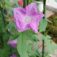 アマリリスのミネルバを植えてたぶん6～7年になります。初年度