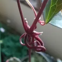 庭の隅に細長い葉の草が生えてきました。そのままにしていたら