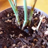 写真の細長い葉(薄い緑の大きな葉）の植物の名前を教えてくださ