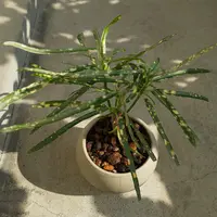 写真の細長い葉(薄い緑の大きな葉）の植物の名前を教えてくださ