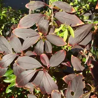 先月買ったパールアカシアを鉢植えで育てています。置き場所は