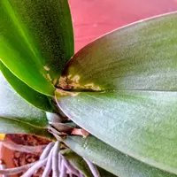 緑色の細長い葉 No20011P プレミアム光触媒フェイクグリーン 「自然の息吹を感じる枝