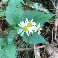 写真の細長い葉(薄い緑の大きな葉）の植物の名前を教えてくださ