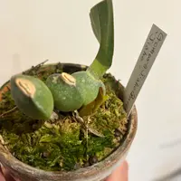 アガベ　マスタードシャーク子株　第四種速達便抜き苗発送 今の時期に植物を抜き苗で四種郵便や定形外で取引することにつ