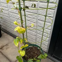 今の時期に植物を抜き苗で四種郵便や定形外で取引することにつ