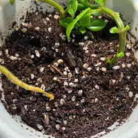 【札付き】【鉢付き】ココニコさん苗　桃小町　クレインダンス　玉依姫　おまとめ backend=imagemagick;version=1;