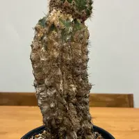 今の時期に植物を抜き苗で四種郵便や定形外で取引することにつ