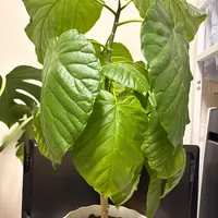 つるバラ「安曇野」の挿し木(挿し穂？)の作り方について、教え