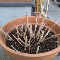 初めまして。実生一年生の塊根植物カクチペスとグラキリスが｜園芸