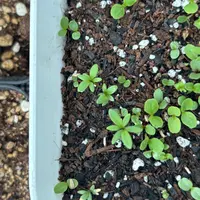 咲き始めの写真追加しました。それからダブルグリーンもしくは