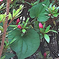 咲き始めの写真追加しました。それからダブルグリーンもしくは