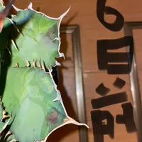 椿ベティシェフィールドシュープリームを挿し木したところ、枝