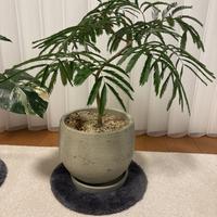 先日エバーフレッシュを4号鉢→8号鉢に植え替えてしまい、当然 