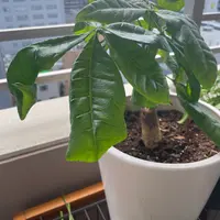 カランコエを3ヶ月前にスーパーで購入しました。つぼみがたくさ