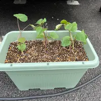 アナベル抜き苗について教えてください。ポット植えのものを抜