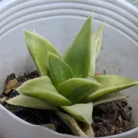 園芸相談Q＆A｜植物の質問をみんなで解決！｜みんなの趣味の園芸