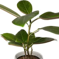 園芸相談Q＆A｜植物の質問をみんなで解決！｜みんなの趣味の園芸