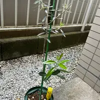 園芸相談Q＆A｜植物の質問をみんなで解決！｜みんなの趣味の園芸