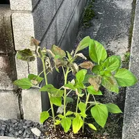 サボテンの弁慶柱についてなのですが一年前くらいに購入してか