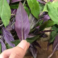 金時草 挿し木から育てる｜そだレポ（栽培レポート）by野菜と花の