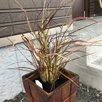 チカラシバ 種から｜そだレポ（栽培レポート）byひなぼー｜みんなの