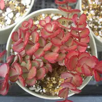 ヒロテレフィウム 日高ミセバヤ｜そだレポ（栽培レポート）by