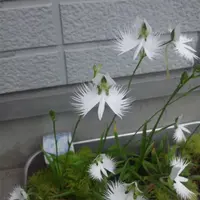 サギソウ銀河と暁の混合 サギソウの花～「銀河」-2 - Koba の庭～春夏秋冬