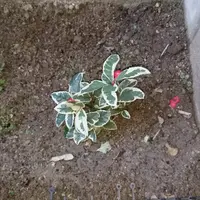 ヤブコウジの苔玉｜そだレポ（栽培レポート）byお散歩カメ吉