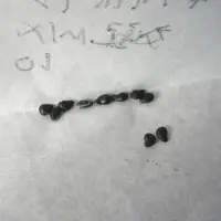 妖狐の名を持つクジャクサボテン『白狐の精』｜そだレポ（栽培レポート