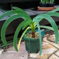 幻の花ブルーアマリリスの種まきにチャレンジ❗｜そだレポ（栽培