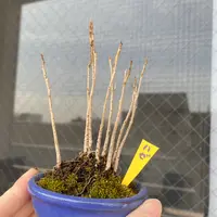 ナツハゼ』の小盆栽｜そだレポ（栽培レポート）bymeika｜みんなの趣味