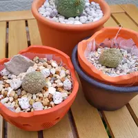 プセウドリトス ミギウルティヌスのそだレポ（植物の栽培記録、育て方
