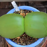 ハエマンサスを実生から育てる｜そだレポ（栽培レポート）byきくち