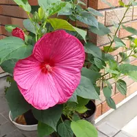 芙蓉を種から育ててみます。|そだレポ(栽培レポート)byえびね 芙蓉を種から育ててみます。|そだレポ(栽培レポート)byえびね