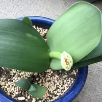 ハエマンサスを実生から育てる｜そだレポ（栽培レポート）byきくち