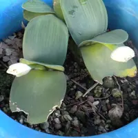 ハエマンサスを実生から育てる｜そだレポ（栽培レポート）byきくち