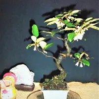 img_cache_r_25891_c_1677242262