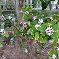 沈丁花｜そだレポ（栽培レポート）by花椿｜みんなの趣味の園芸