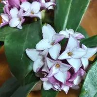 シロバナ沈丁花の一生｜そだレポ（栽培レポート）by八千代椿