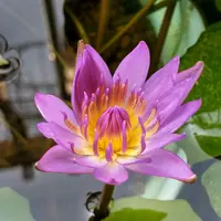 熱帯睡蓮の栽培｜そだレポ（栽培レポート）byイッセイ｜みんなの趣味の園芸