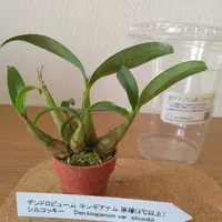 最小のタイミンセッコクの栽培記録です。｜そだレポ（栽培レポート）by 