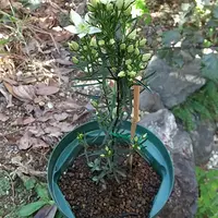 ムラサキセンブリ苗木 ムラサキセンブリ｜そだレポ（栽培レポート）by春ちゃん｜みんなの趣味